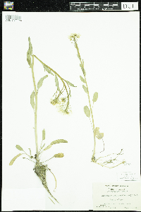 Cardamine bulbosa image