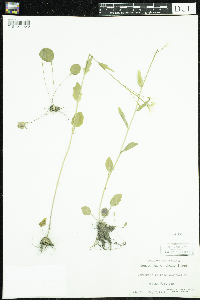 Cardamine bulbosa image