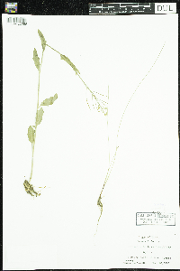 Cardamine bulbosa image