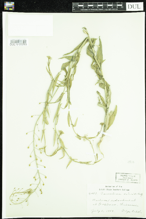 Camelina sativa image