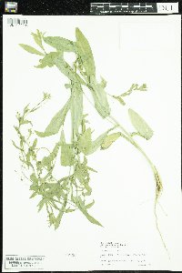 Camelina sativa image