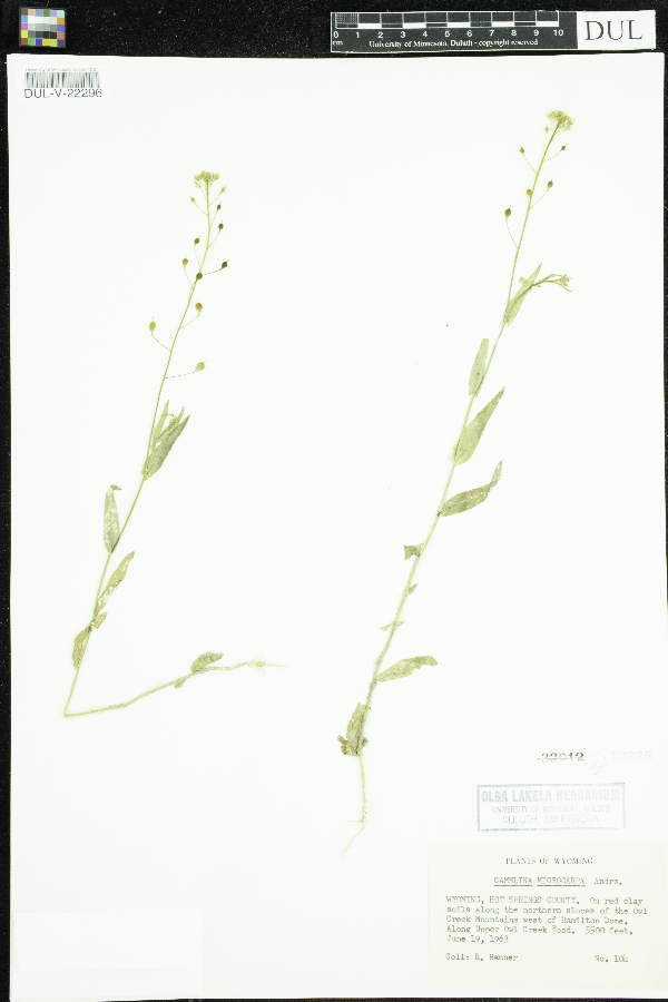 Camelina microcarpa image