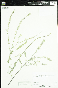 Berteroa incana image