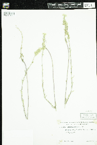 Berteroa incana image