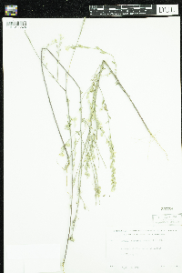 Berteroa incana image