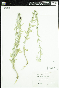 Berteroa incana image