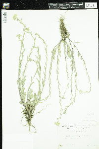 Berteroa incana image