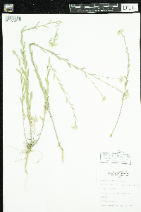 Berteroa incana image