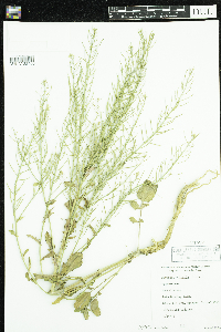 Barbarea vulgaris image