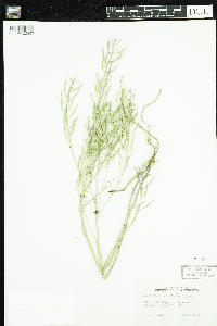 Barbarea vulgaris image