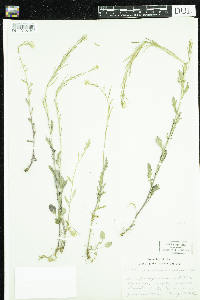 Barbarea vulgaris image