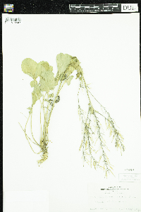 Barbarea vulgaris image