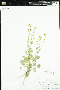 Barbarea vulgaris image