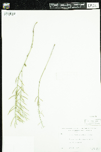 Barbarea vulgaris image
