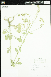 Barbarea vulgaris image