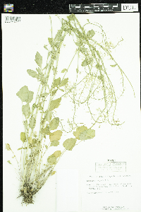 Barbarea vulgaris image