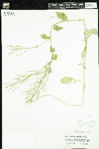 Barbarea vulgaris image
