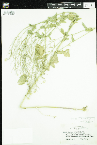 Barbarea vulgaris image