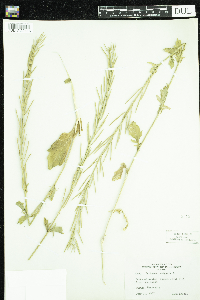 Barbarea vulgaris image