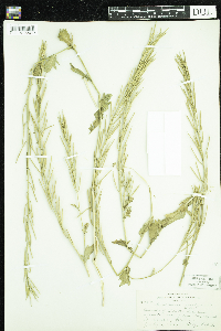 Barbarea vulgaris image