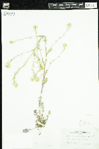 Barbarea vulgaris image