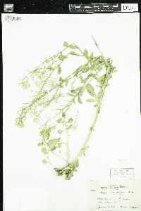 Barbarea vulgaris image