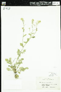 Barbarea vulgaris image