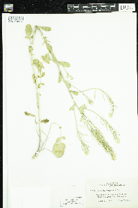Barbarea vulgaris image