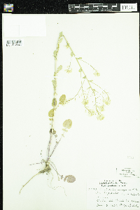Barbarea vulgaris image