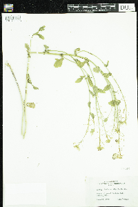 Barbarea vulgaris image