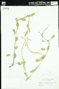 Barbarea vulgaris image