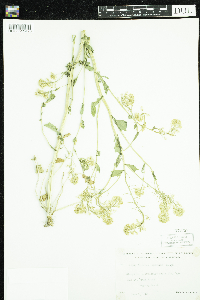 Barbarea vulgaris image