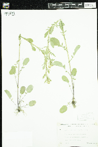 Barbarea vulgaris image