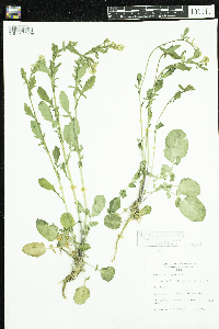 Barbarea vulgaris image