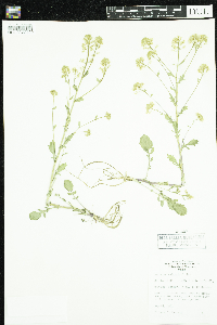 Barbarea vulgaris image