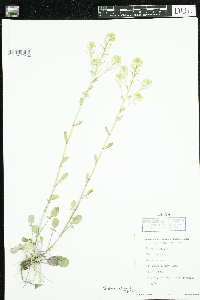 Barbarea vulgaris image