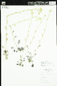 Barbarea vulgaris image