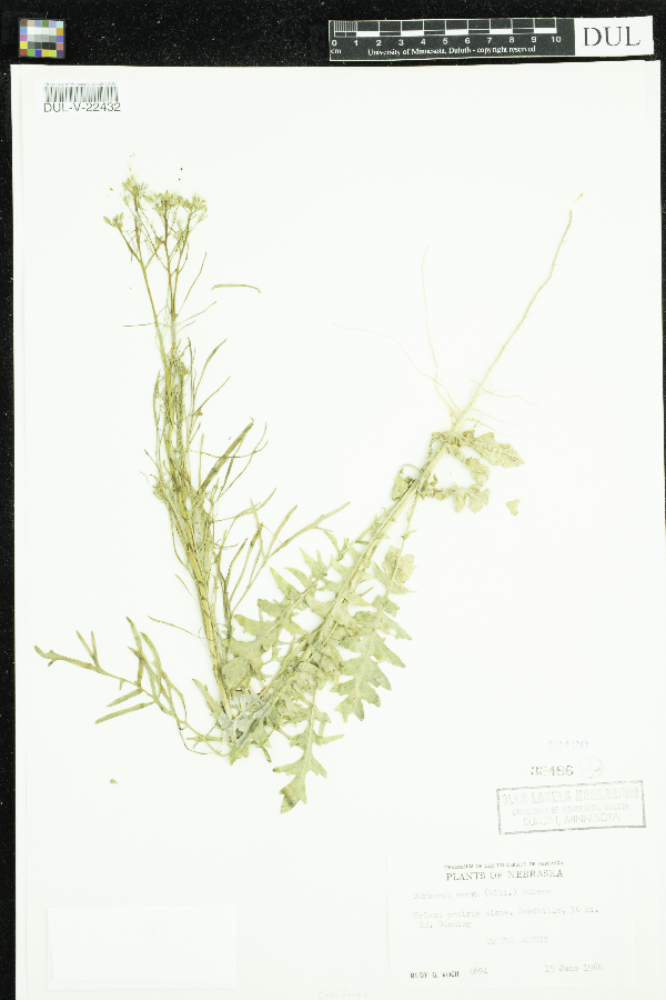 Barbarea verna image