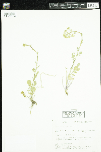 Barbarea vulgaris image