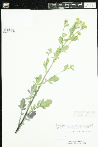 Barbarea vulgaris image