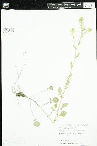 Barbarea vulgaris image
