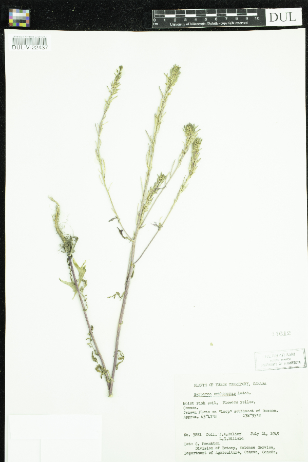 Barbarea orthoceras image