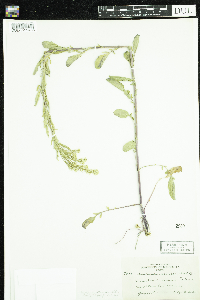 Barbarea orthoceras image