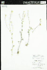 Barbarea vulgaris image