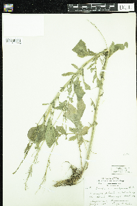 Barbarea vulgaris image
