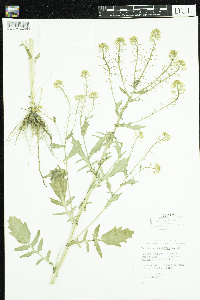 Barbarea vulgaris image