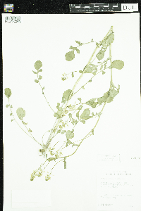 Barbarea vulgaris image