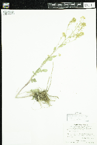 Barbarea vulgaris image