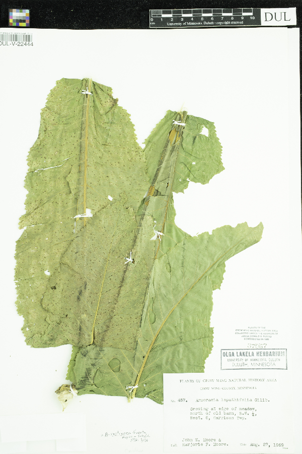 Armoracia rusticana image