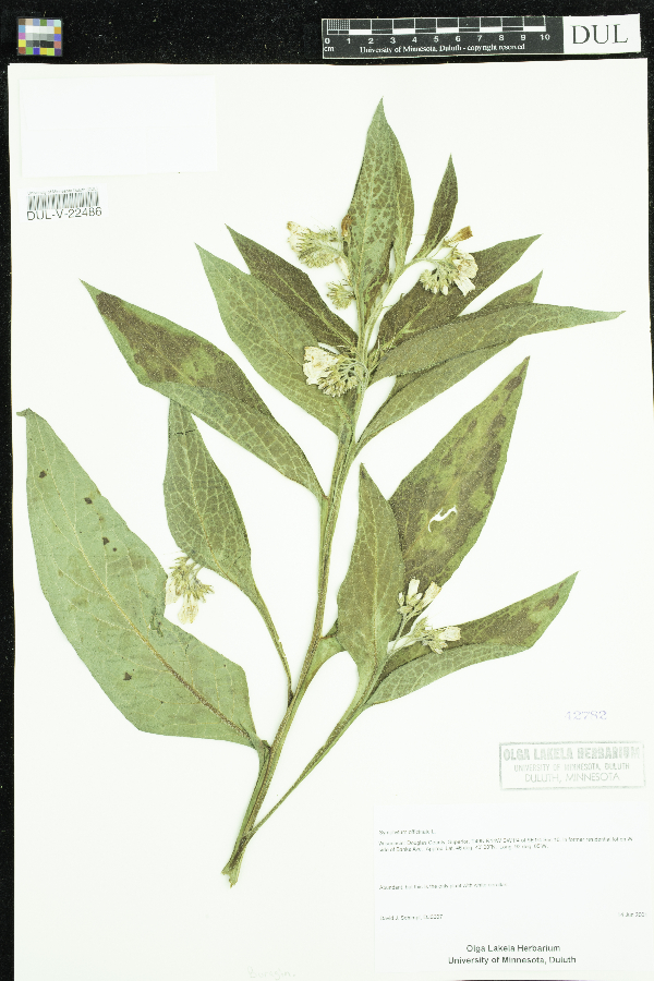 Symphytum officinale image